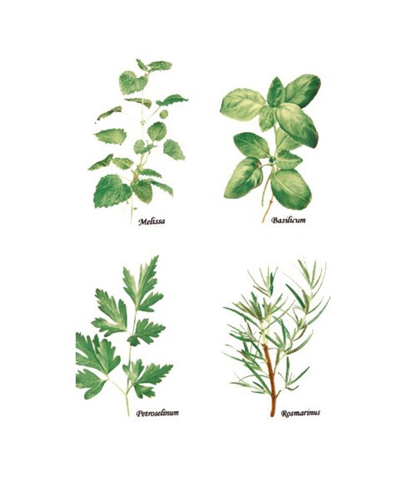 Saksija za začinsko bilje 807 – Scheurich - Image 4