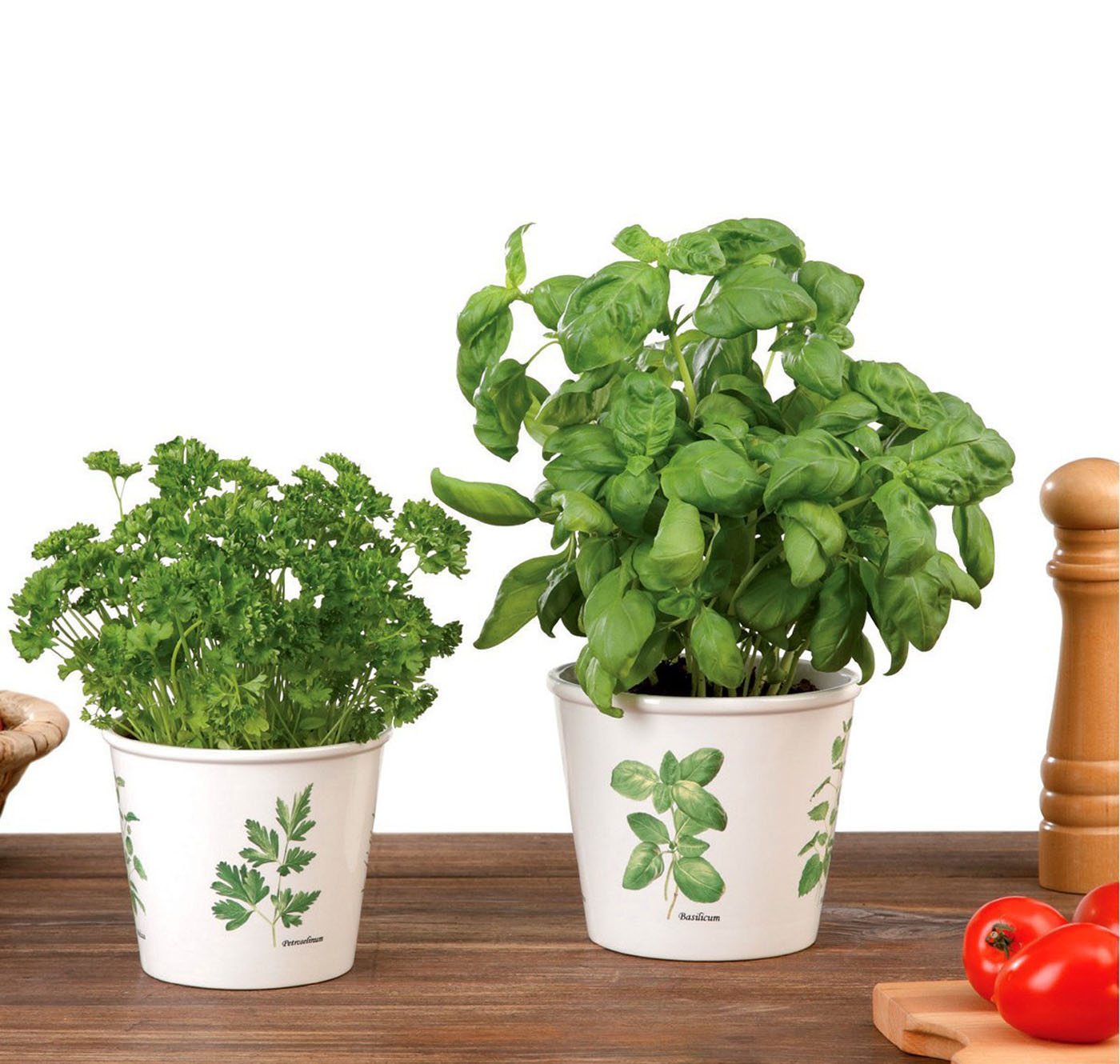 Saksija za začinsko bilje 807 – Scheurich