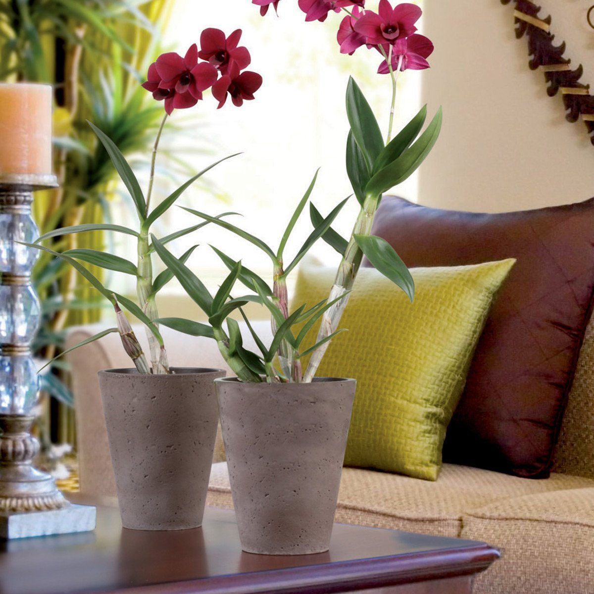 Saksija za orhideje 601 Roca Umbria - Scheurich - Слика 2