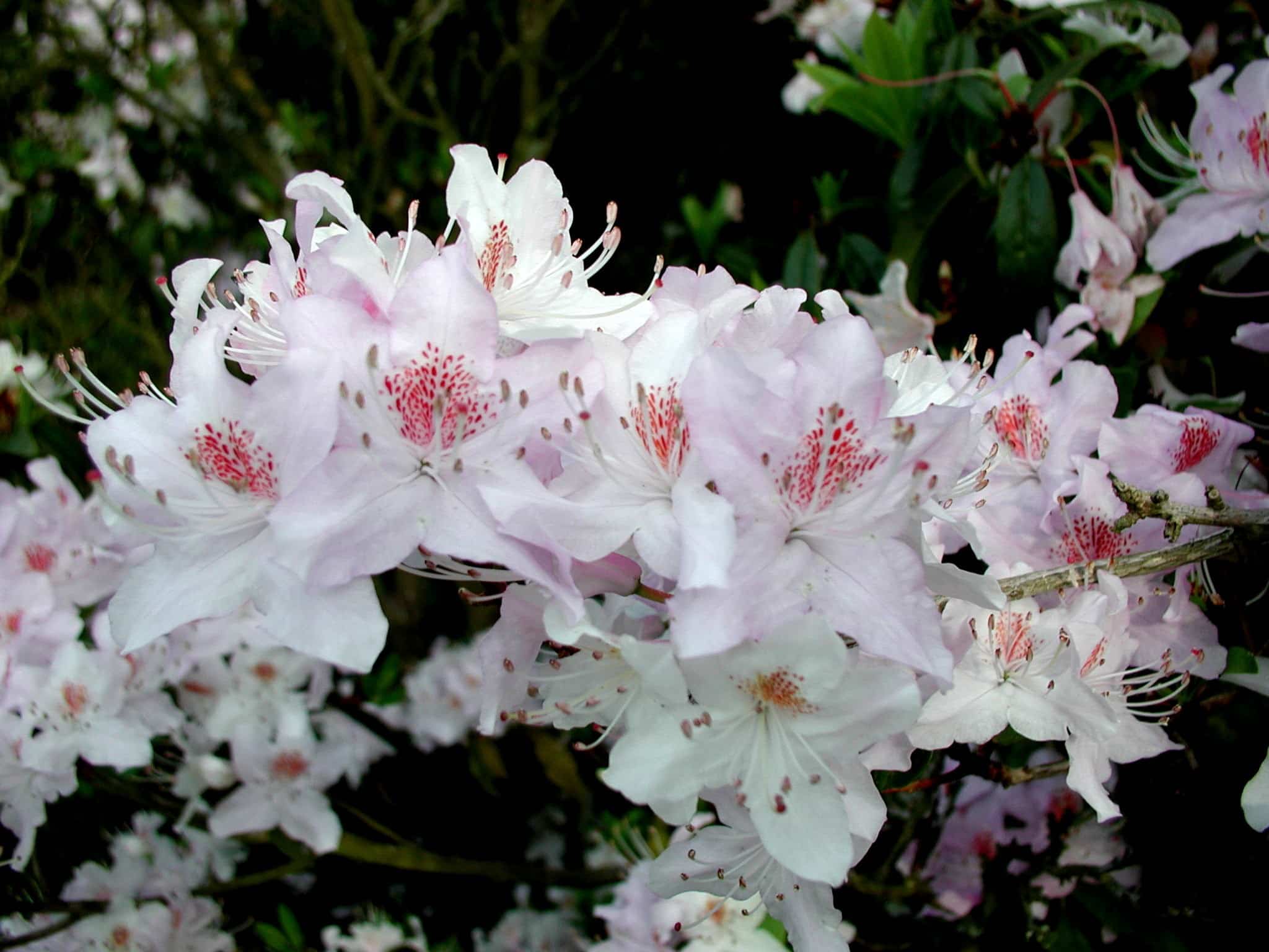 Substral zemlja za rododendrone 40l – SC ATRO40 - Image 2