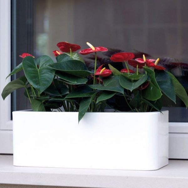 Calypso saksija – R6750 - Image 7